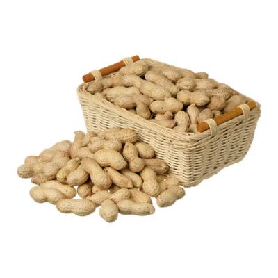 China Fresh peanut in the shell for sale