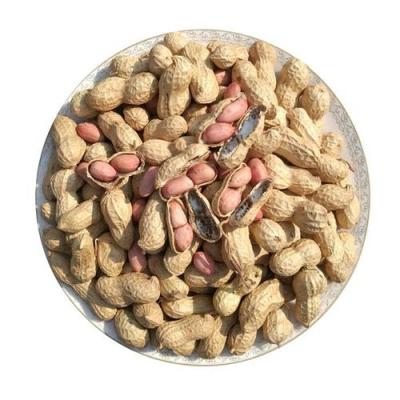 China Fresh High Quality Raw Peanut 25/29 Blanched Split Kernel for sale