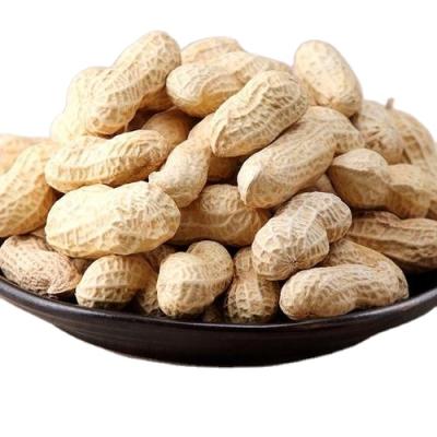 China Dry Chinese Roasted Peanut In Shell With Factory Price for sale