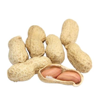 China Chinese wholesale dry roasted peanut in shell for sale