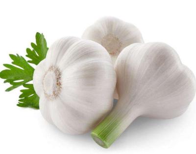 China Fresh Chinese Fresh White Garlic with Factory Price for sale