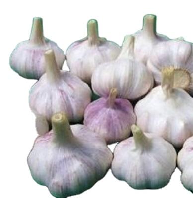 China Fresh Chinese Fresh Purple Garlic with Factory Price for sale