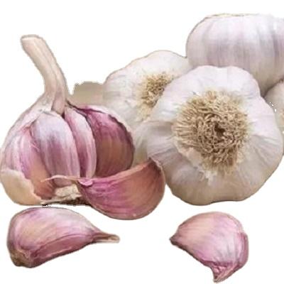 China 2020 New Wholesale Fresh Chinese Culture Fresh Purple Garlic for sale