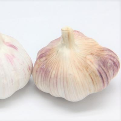 China Pure fresh normal white garlic best quality fresh bulk for sale