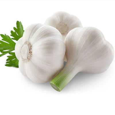 China Wholesale Fresh Fresh Garlic Normal White Garlic for sale