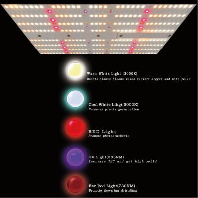 China 240W SAA 2.60umol/J Full Spectrum Grow Light 624Umol/s LM301H LED Grow Light for sale