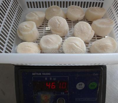 China FROZEN Sea Scallop Frozen Meat for sale