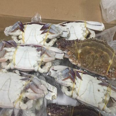 China Whole Blue Jelly Swimming Crab Jelly/Half Cut for sale