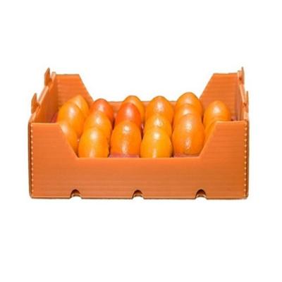 China Professional good quality pp plastic fruit and vegetable boxes box for fruit for sale