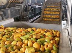 Mango pulp processing line