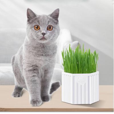 China Factory Direct Stored Pet Cat Grass Snack Seed Propagating Kit Nutritional Hydroponic Planting Snack Cat Grass for sale