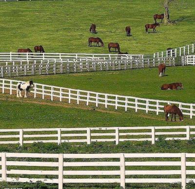 China Antiaufstieg geschweißter Draht Mesh Fence No Rot 4 Schienen Posten und Schienen-weißes PVC für Pferdebauernhof zu verkaufen