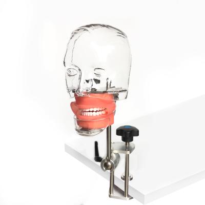 China Nissin dental manikin teaching aid simulator phantom head for studental dentist training practice teeth study model for sale