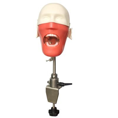 China Teaching Aid Teeth Dental Manikins Head Phantom Models For Dental Teaching Practice Learning Dentist Student Model for sale