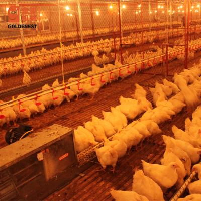 China Poultry Farm Chicken Feeding Goldenest Automatic Breeder Chain-Flat Open Bowl System Farm Poultry House Feeding Equipment for sale