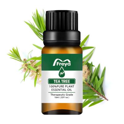 China 100% Essential Ingredients 100% Pure Natural Essential Oil Tea Tree Essential Oil Aromatherapy Tea Tree Oil for sale