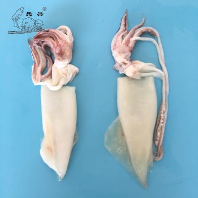 China IQF Low Fat U10 Frozen Squid Tube for sale