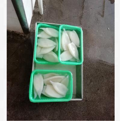 China New Season Todarodes Pacificus Squid Frozen Tube U10 JELLY for sale