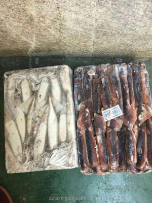 China Illex de NATURE frozen squid whole round for tuna bait for sale