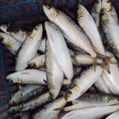 China Vitamin Frozen W/R Sardine For Tuna Bait for sale