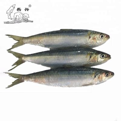 China Good Quality Wholesale FROZEN Sardine Frozen Fish for sale