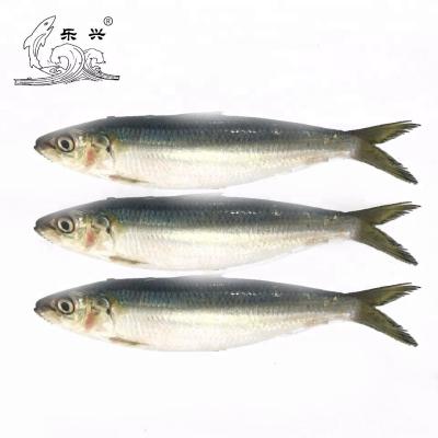 China FROZEN Frozen Sardine For Tuna Bait Can Canning Sardine for sale