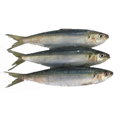 China Frozen Whole Round Sardine FROZEN for sale