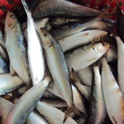 China Organic fresh frozen sardines fish for sale