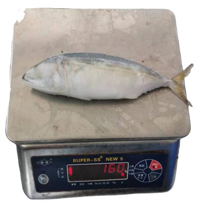 China Vitamins IQF Frozen Fish Indian Mackerel for sale