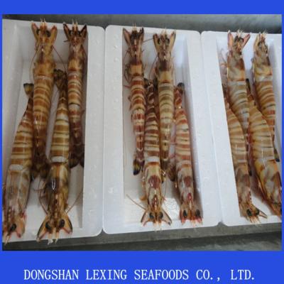 China FROZEN Fresh Frozen Black Tiger Shrimp for sale