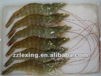 China Vannamei FROZEN Frozen Shrimp for sale