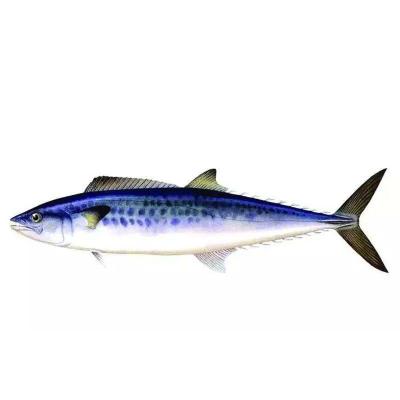 China Frozen Spanish mackerel FROZEN, IQF, W/R, fresh for sale