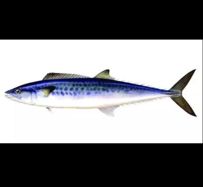 China FROZEN FROZEN amberjack SPANISH MACKEREL for sale