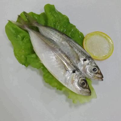 China Whole Round Scad Jack Mackerel FROZEN Fish Eye Saurels Large for sale