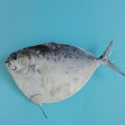 China IQF FROZEN Chinese Frozen Moonfish For Philippines Market for sale