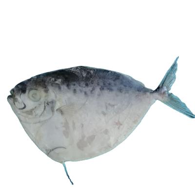 China FROZEN Whole Moonfish Small Round Size FROZEN for sale