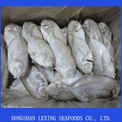 China Frozen Blenny FROZEN, IQF for sale