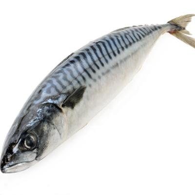 China FROZEN Pacific Mackerel Prices for sale