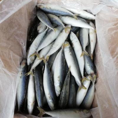 China Frozen Pacific Mackerel for sale