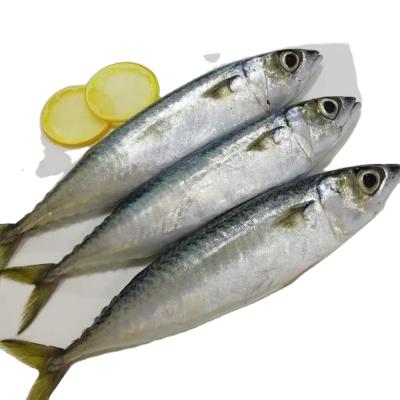 China BQF Low Fat Frozen Pacific Mackerel, SEAFOOD CAN for sale