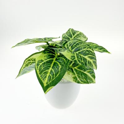 China Outdoor Indoor Ornamental Plants Make Artificial Plants for sale