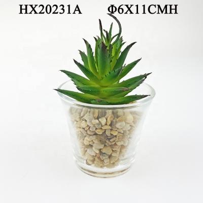 China Tropical Artificial Succulent Plant Wholesale Succulents Bonsai Plants Glass Pot for sale