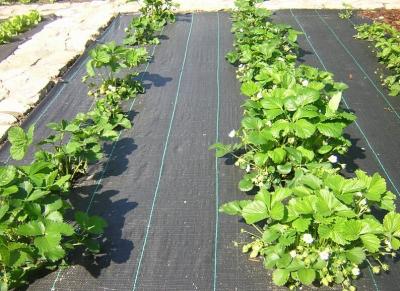 China 4m-6m Horticultural Ground Cover Black Weed Mats For Greenhouse for sale