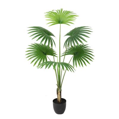 China PSK01 real touch decor indoor cabbage palm plant green looking punka leaves bonsai filifera plam tree artificial washingtonia robusta for sale