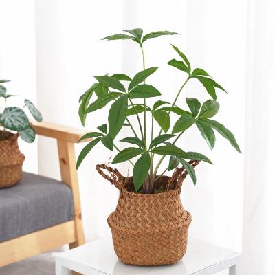 China High quality simulated potted real fengshui plant aquatica pachira touch rich lucky artificial tree fengshui money tree PFCS01 for sale