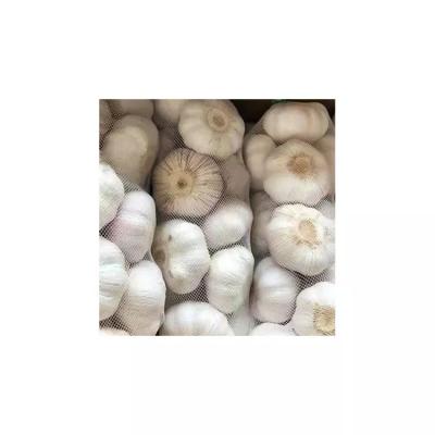 China New Culture China Garlic Wholesale Price Healthy Natural White Organic Garlic Culture Fresh Garlic for sale