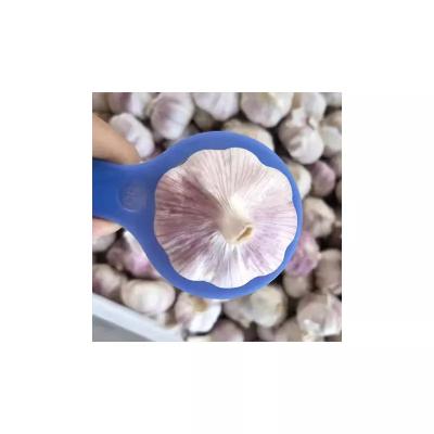 China Healthy Wholesale Chinese Vacuum Packed Fresh Peeled Garlic 6.0cm High Quality Garlic Garlic From Export for sale