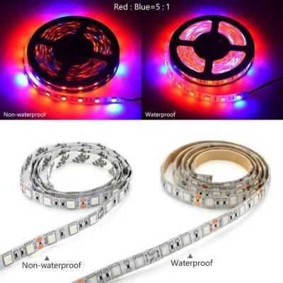 China Indoor And Outdoor Plant Led Grow Lamp 5m Red Blue 4:1 Full Spectrum LED Strip Light Flower Phyto For Hydroponic Greenhouse for sale