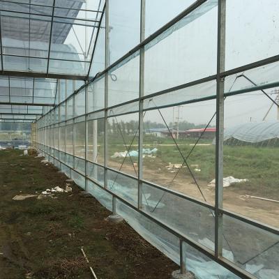 China Cheap And High Quality Eco Friendly Supplies Multi-span Agriculture System Hydroponic Greenhouse For Grow Strawberry for sale