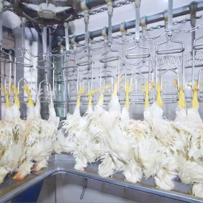 China POULTRY Chicken Slaughtering and Processing Plant for Sale for sale